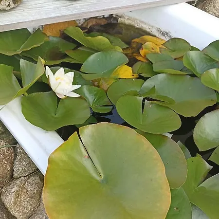 Bed & Breakfast La Bruyere - - 3*