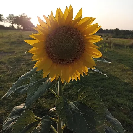 La Bruyere - - 3* Tréban