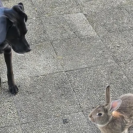 La Bruyere - - Bed & Breakfast Tréban